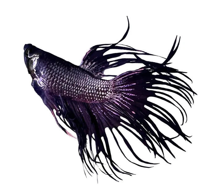 A black orchid betta male fish with iridescent purple undertones and flowing delicate fins