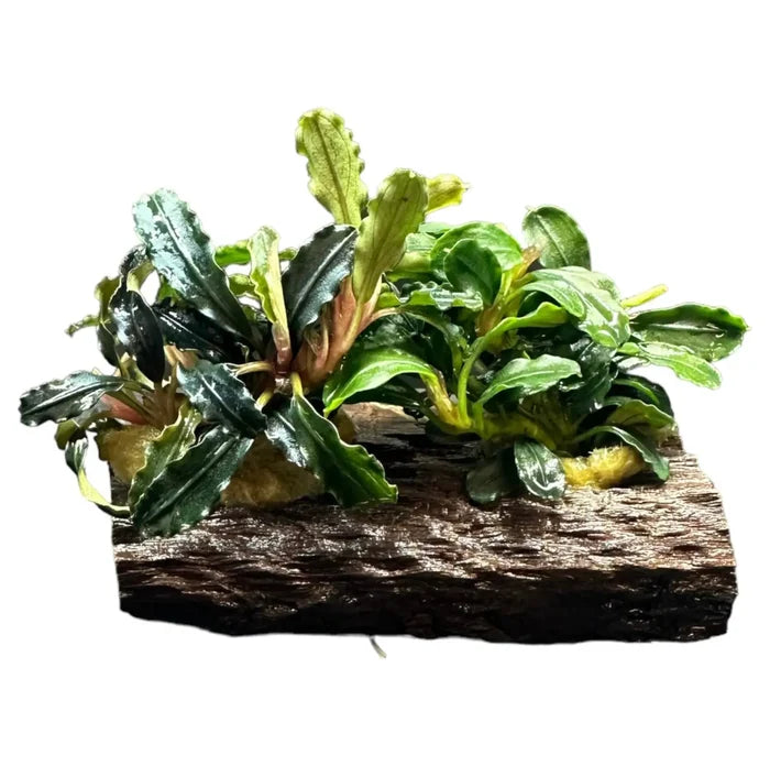 Bucephalandra Mix on driftwood, green aquatic plant base