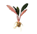 Vibrant Bucephalandra Pink Lady aquatic plant with red-green glossy leaves