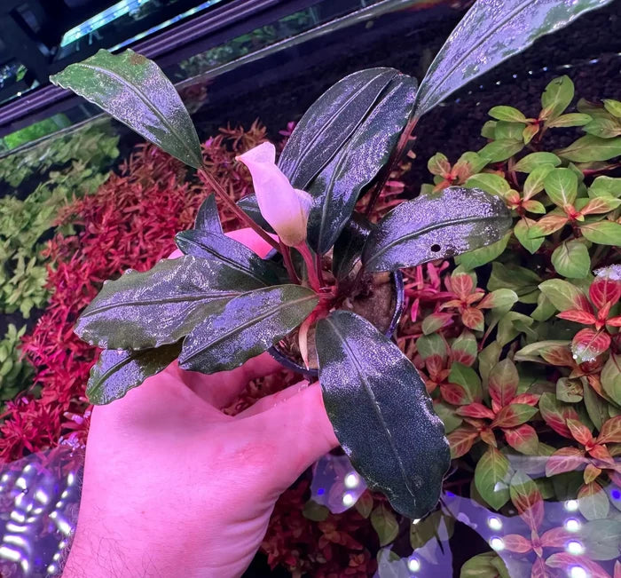 Bucephalandra Pink Lady plant with glossy purple leaves and pink flower