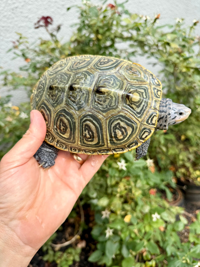 Concentric Diamondback Terrapin Adult Female #260902 (Malaclemys terrapin)