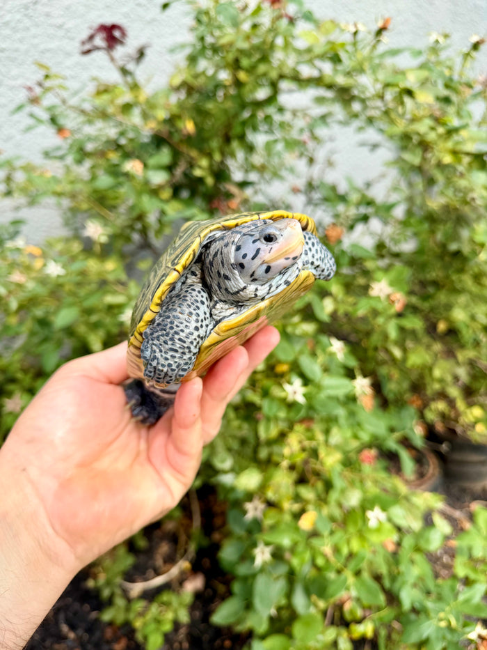 Concentric Diamondback Terrapin Adult Female #260902 (Malaclemys terrapin)