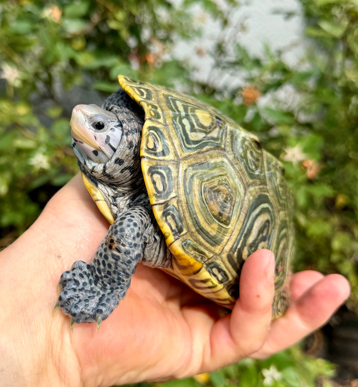 Concentric Diamondback Terrapin Adult Female #260902 (Malaclemys terrapin)