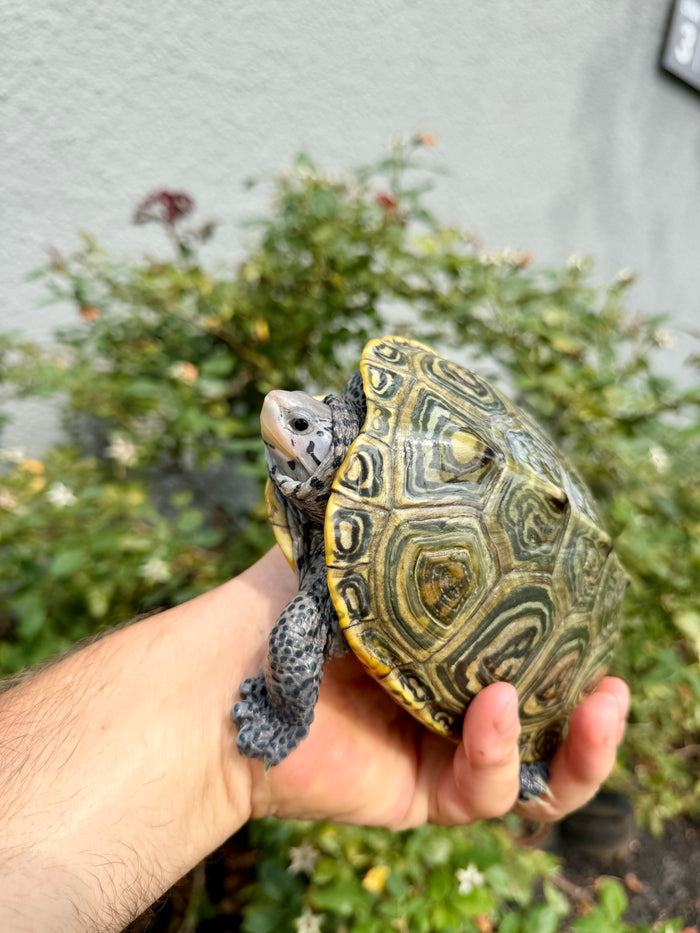 Concentric Diamondback Terrapin Adult Female #260902 (Malaclemys terrapin)