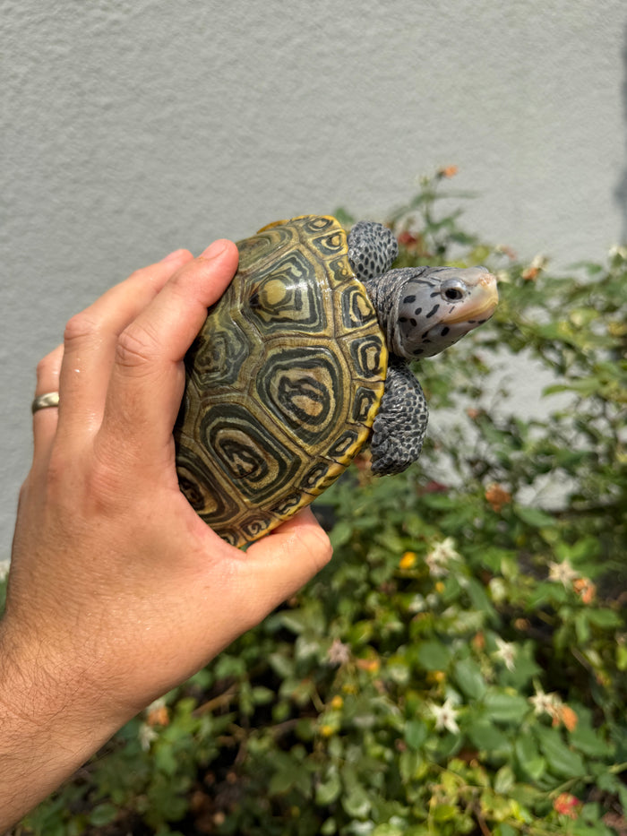 Concentric Diamondback Terrapin Adult Female #260902 (Malaclemys terrapin)
