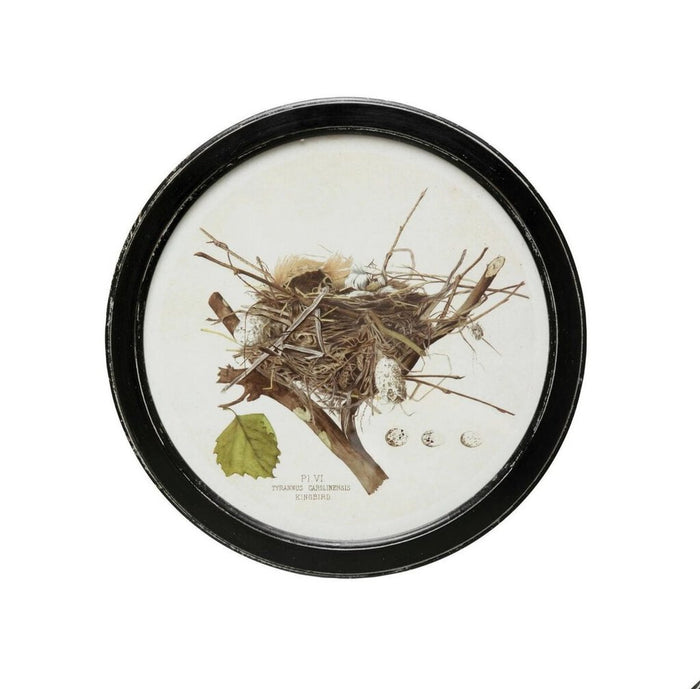 Framed Wall Decor with Nest Print, Kingbird