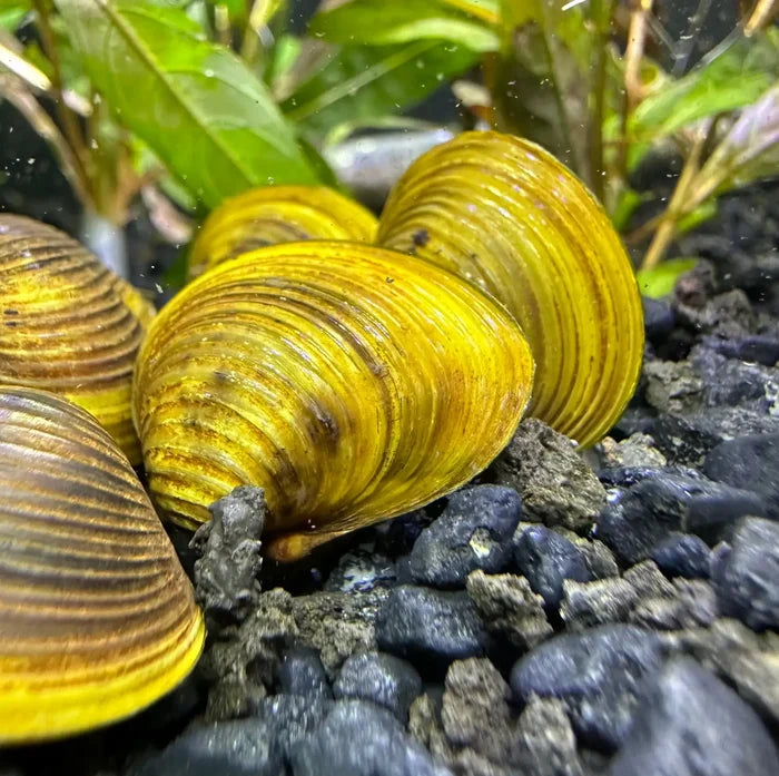 Freshwater gold clam shells in yellow and brown on aquarium gravel