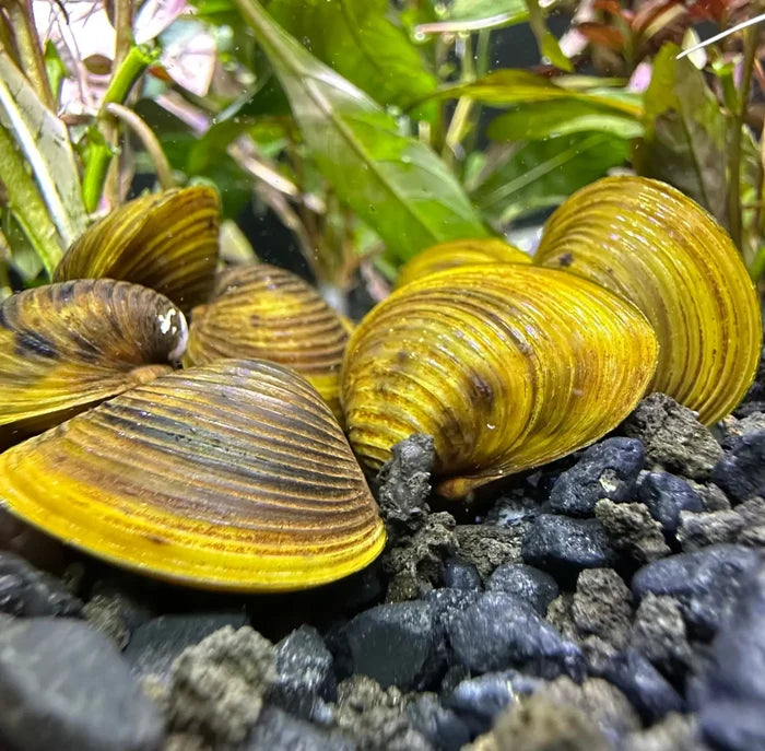 Freshwater Gold Clam — live clam with yellow-brown striped shell