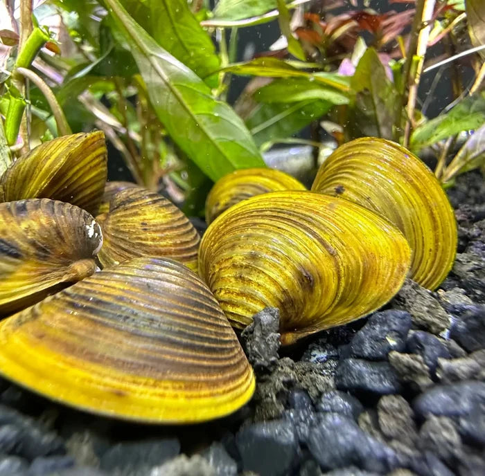 Freshwater Gold Clams — live filter-feeding clams with striped shells, 3 pack