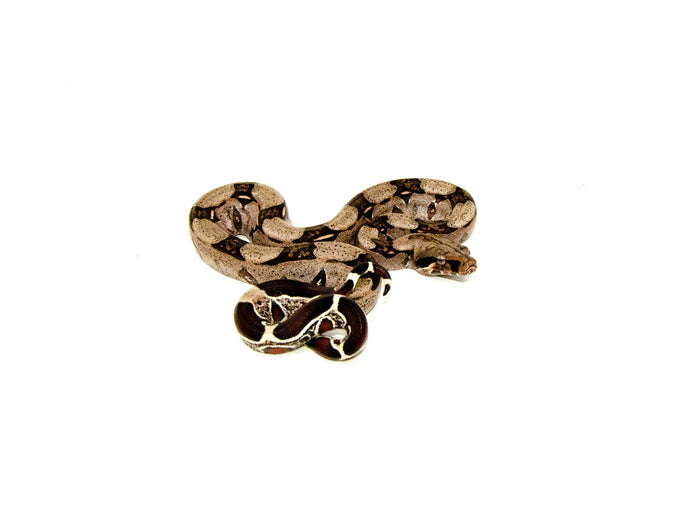 Guyana Red Tail Boa Constrictor (Boa constrictor)