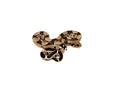 Guyana Red Tail Boa Constrictor (Boa constrictor)