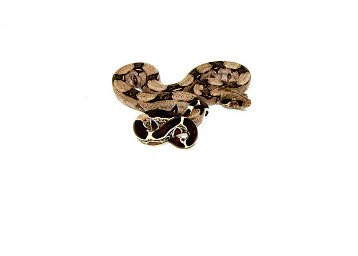 Guyana Red Tail Boa Constrictor (Boa constrictor)
