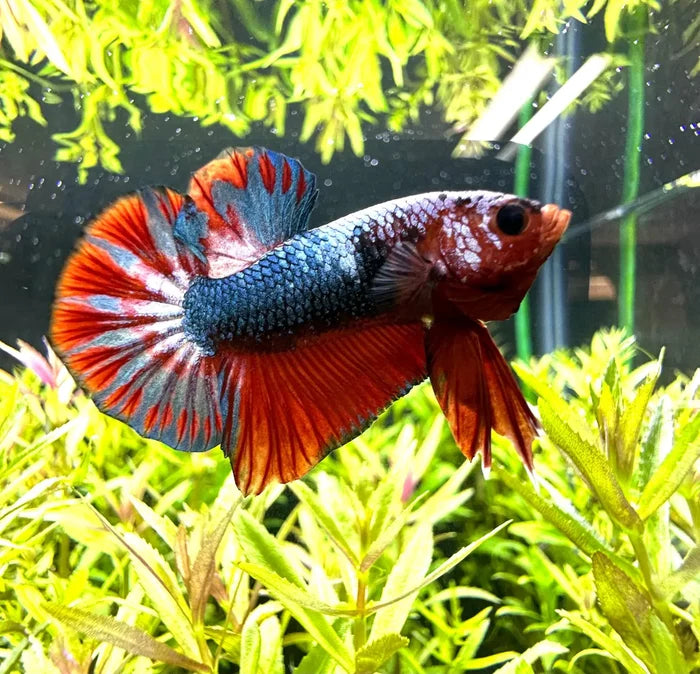 A vibrant red and blue half moon plakat betta male with flowing fins swims in a lush green aquatic environment