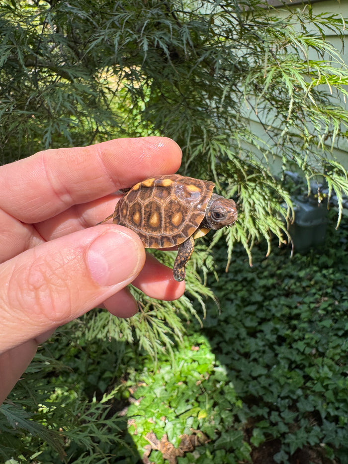 Hi Color Orange Baby Eastern Box Turtle #2 (Terrapene carolina)