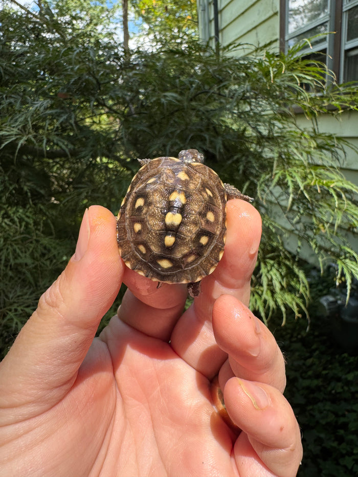 Hi Color Yellow Baby Eastern Box Turtle #1 (Terrapene carolina)