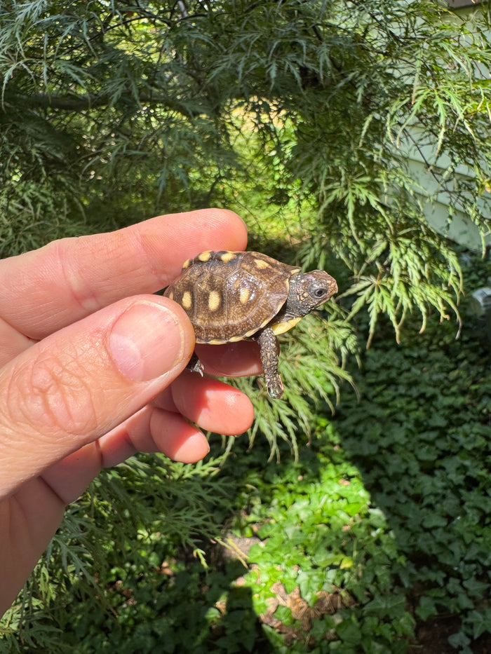 Hi Color Yellow Baby Eastern Box Turtle #1 (Terrapene carolina)
