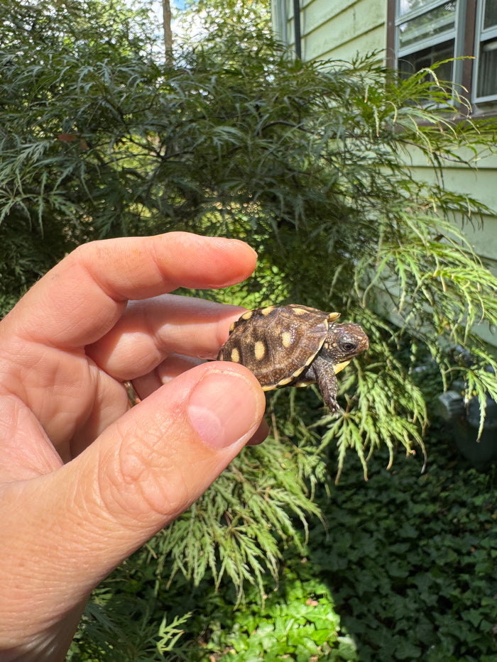 Hi Color Yellow Baby Eastern Box Turtle #1 (Terrapene carolina)