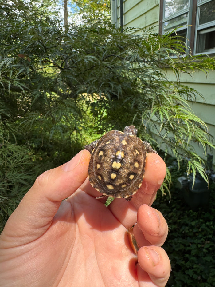 Hi Color Yellow Baby Eastern Box Turtle #1 (Terrapene carolina)