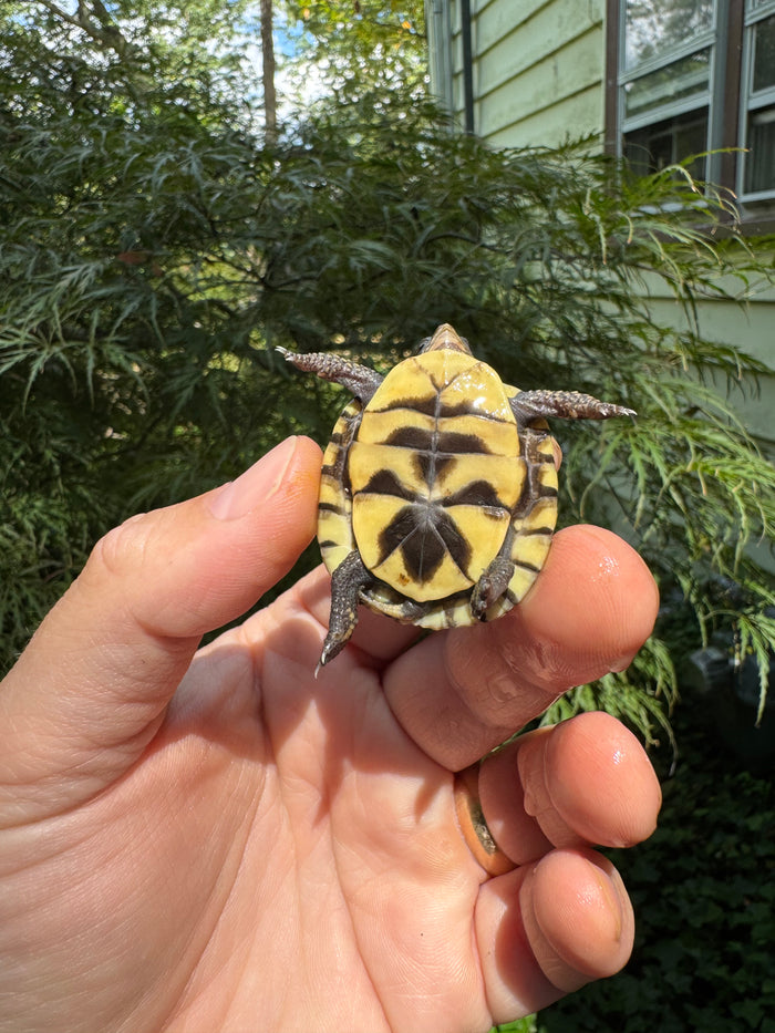 Hi Color Yellow Baby Eastern Box Turtle #1 (Terrapene carolina)