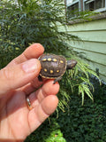 Hi Color Yellow Baby Eastern Box Turtle #2 (Terrapene carolina)