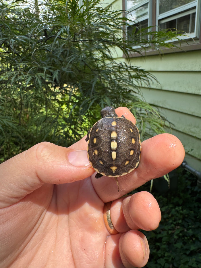 Hi Color Yellow Baby Eastern Box Turtle #2 (Terrapene carolina)