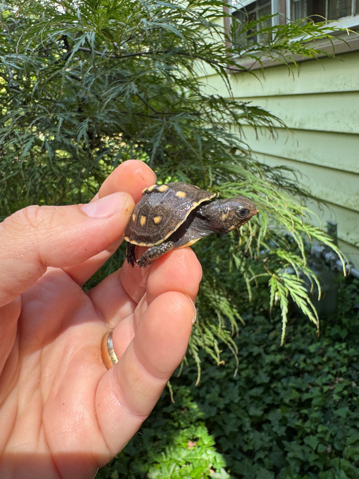 Hi Color Yellow Baby Eastern Box Turtle #2 (Terrapene carolina)