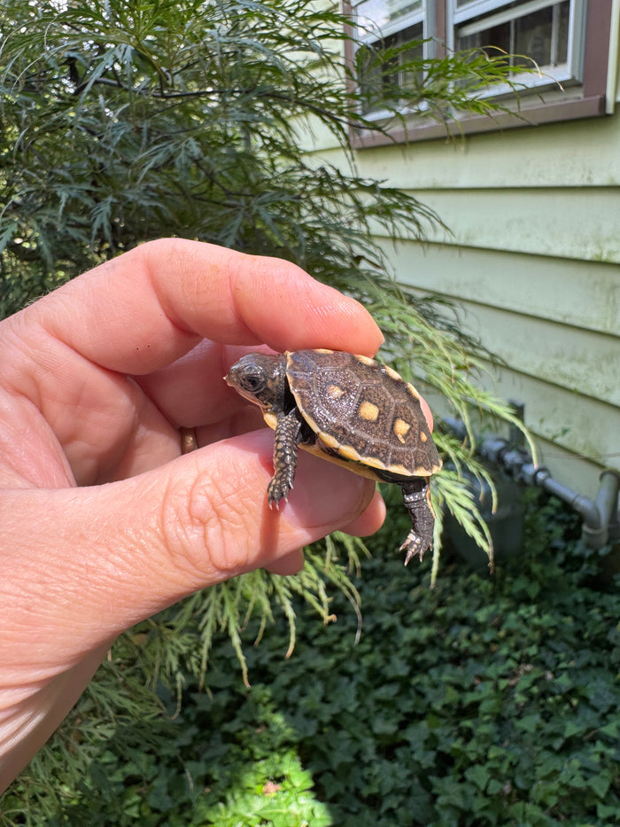 Hi Color Yellow Baby Eastern Box Turtle #2 (Terrapene carolina)