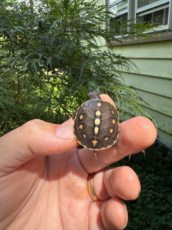 Hi Color Yellow Baby Eastern Box Turtle #2 (Terrapene carolina)