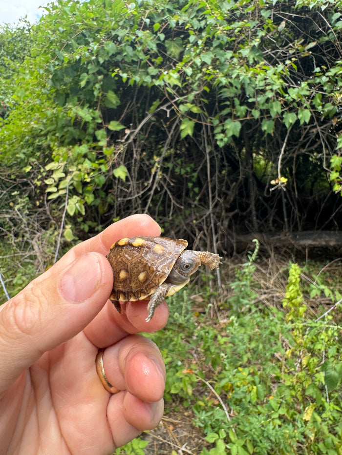 Hi Color Yellow Baby Eastern Box Turtle #4 (Terrapene carolina)