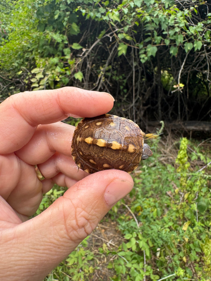 Hi Color Yellow Baby Eastern Box Turtle #4 (Terrapene carolina)