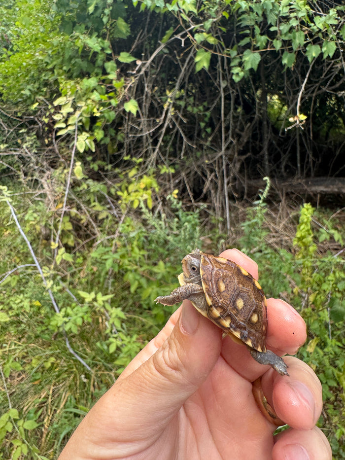 Hi Color Yellow Baby Eastern Box Turtle #4 (Terrapene carolina)
