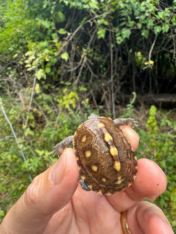 Hi Color Yellow Baby Eastern Box Turtle #4 (Terrapene carolina)