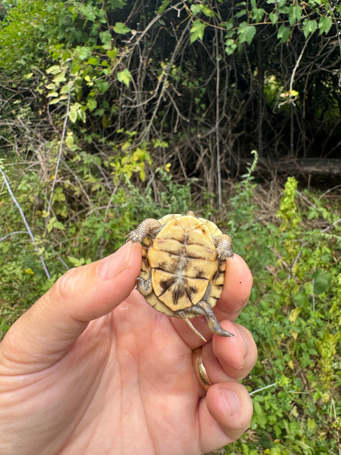 Hi Color Yellow Baby Eastern Box Turtle #4 (Terrapene carolina)