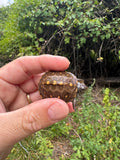 Hi Color Yellow Baby Eastern Box Turtle #5 (Terrapene carolina)