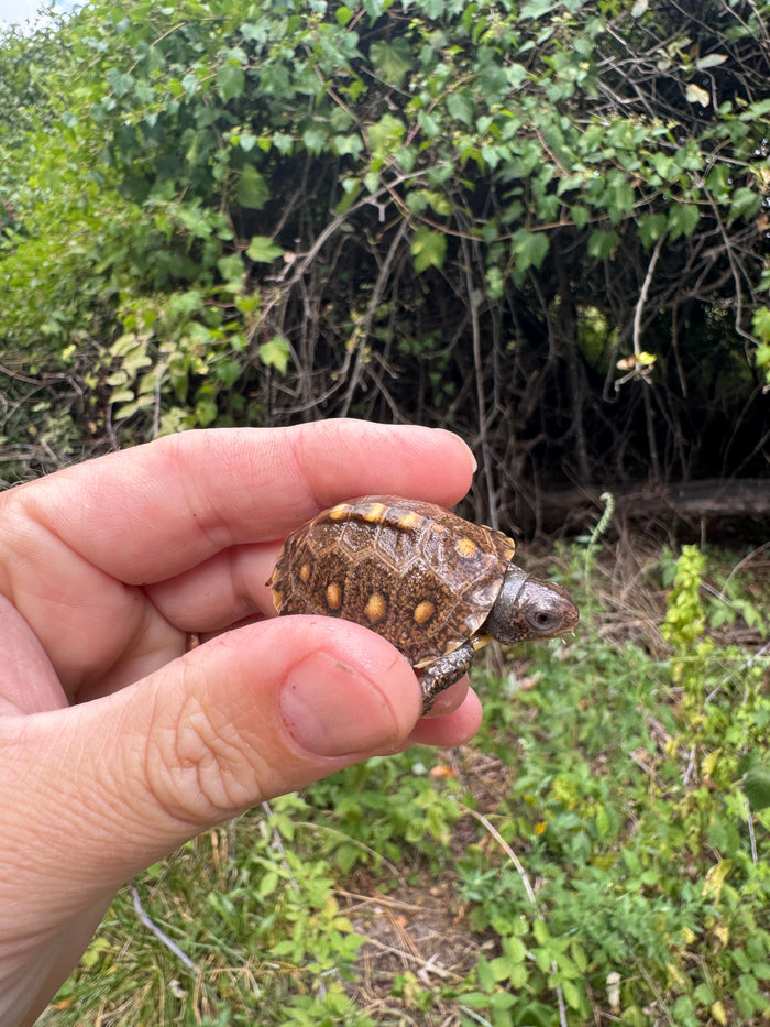 Hi Color Yellow Baby Eastern Box Turtle #5 (Terrapene carolina)