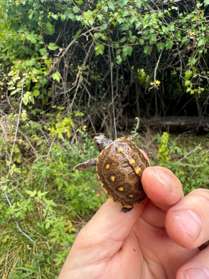 Hi Color Yellow Baby Eastern Box Turtle #5 (Terrapene carolina)