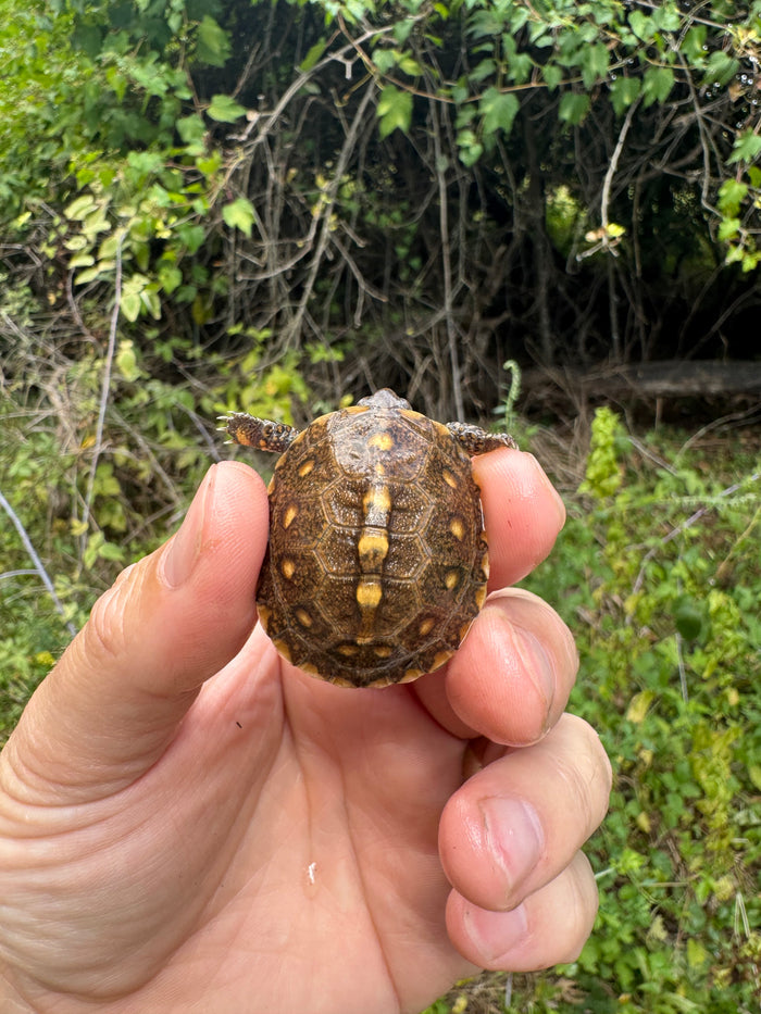 Hi Color Yellow Baby Eastern Box Turtle #5 (Terrapene carolina)