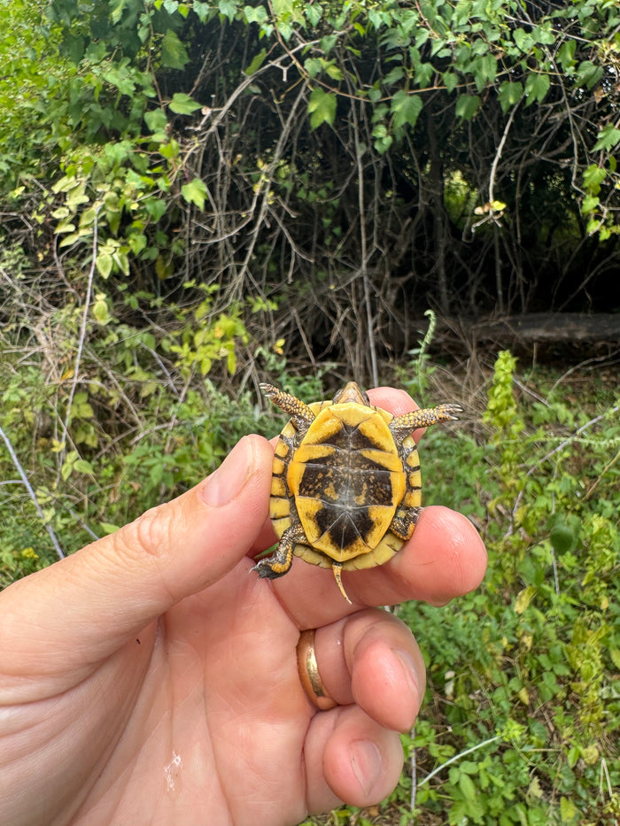 Hi Color Yellow Baby Eastern Box Turtle #5 (Terrapene carolina)