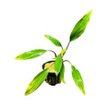 Homalomena Sekadau South: green leafy plant with yellow center in black pot