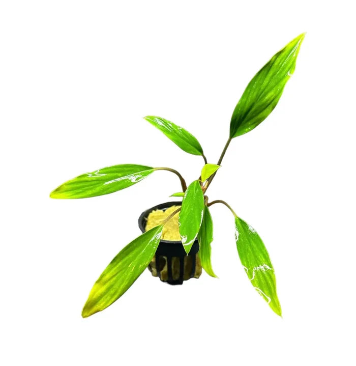Homalomena Sekadau South: green leafy plant with yellow center in black pot
