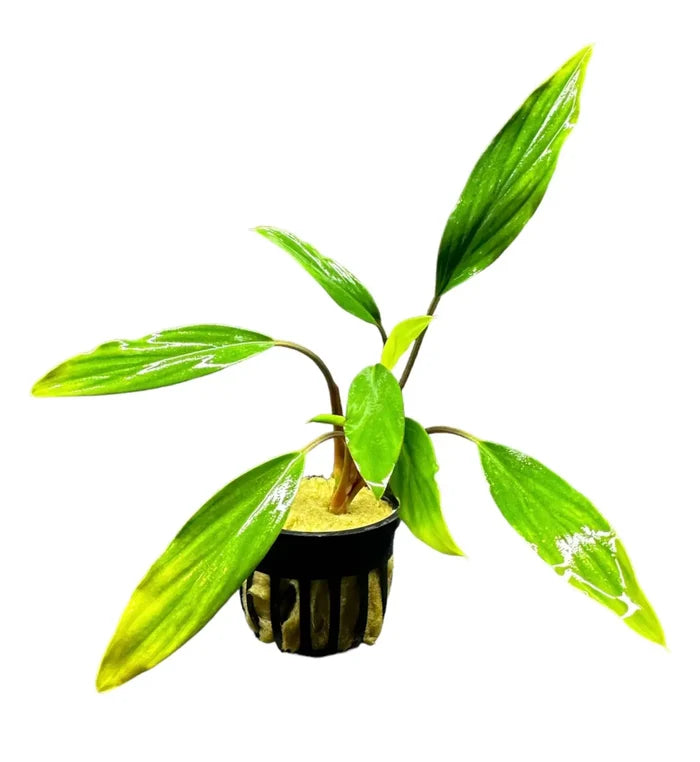 Homalomena Sekadau South: green yellow tropical plant in black mesh pot