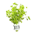 Fresh green Hydrocotyle Tripartita bunch tied with silver wire in white foam