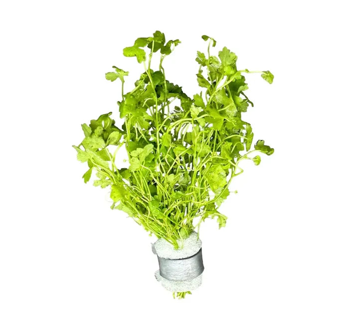 Fresh Hydrocotyle Tripartita bunch with feathery green leaves