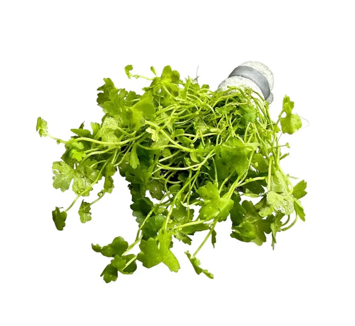 Fresh Hydrocotyle Tripartita bunch with vibrant green leafy stems