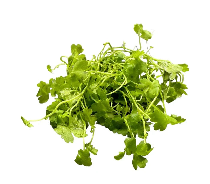 Fresh Hydrocotyle Tripartita bunch with green rounded leaves and stems