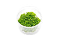 A clear plastic container with vibrant green hydrocotyle tripartita aquatic plants in uns tissue culture