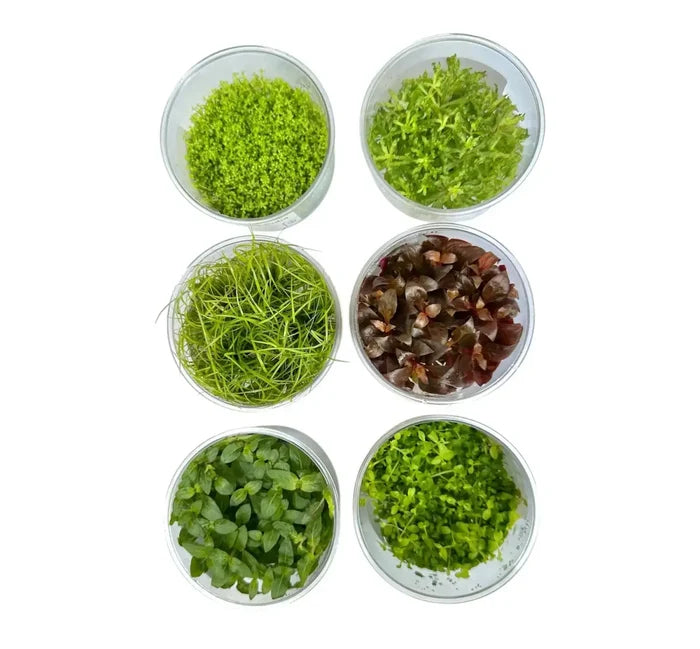 Six clear glass bowls with hydrocotyle tripartita uns tissue culture aquatic plants in green and reddish brown shades