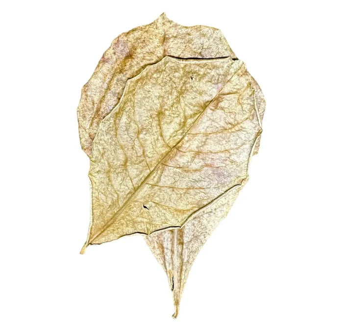 A delicate dried indian almond leaf with golden yellow hue and intricate vein patterns 10 pcs pack