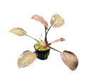 Lagenandra meeboldii 'Red' — live potted aquarium plant with pink-green leaves