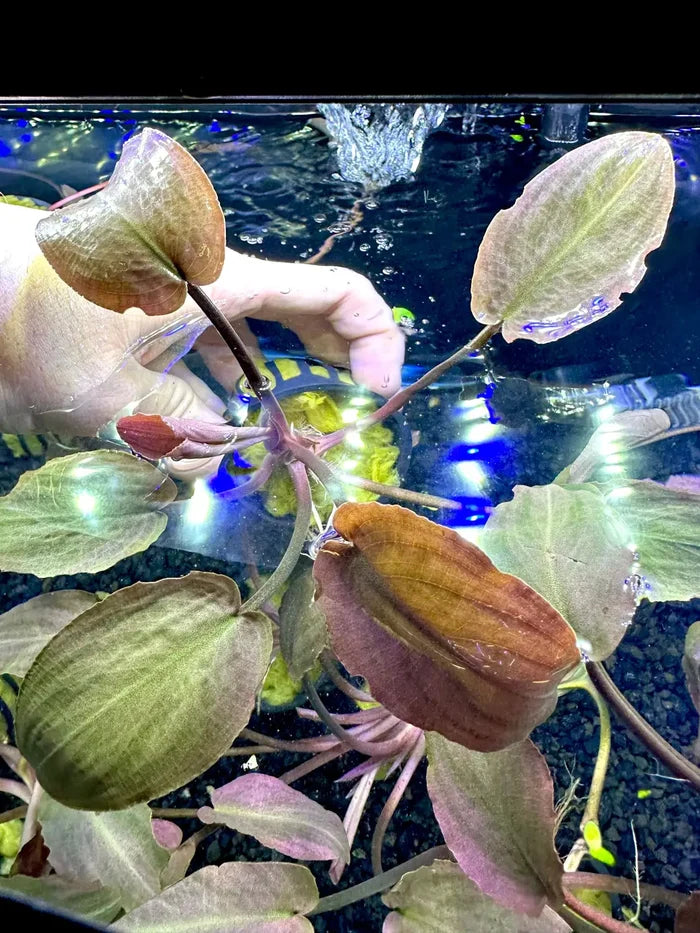 Lagenandra Meeboldii Red green aquatic plant with broad leaves